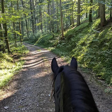 Appartement Fornsbachblick *