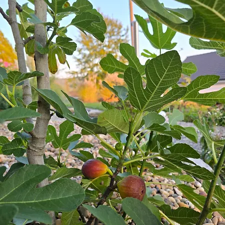 Appartement Fornsbachblick *