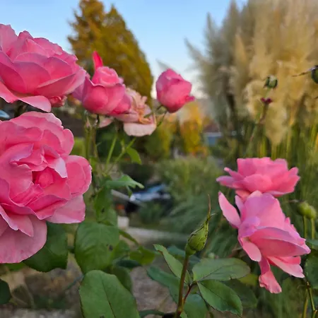Fornsbachblick Appartement *