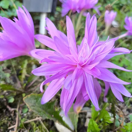 Appartement Fornsbachblick *