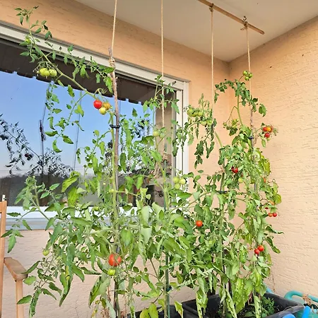 Appartement Fornsbachblick *